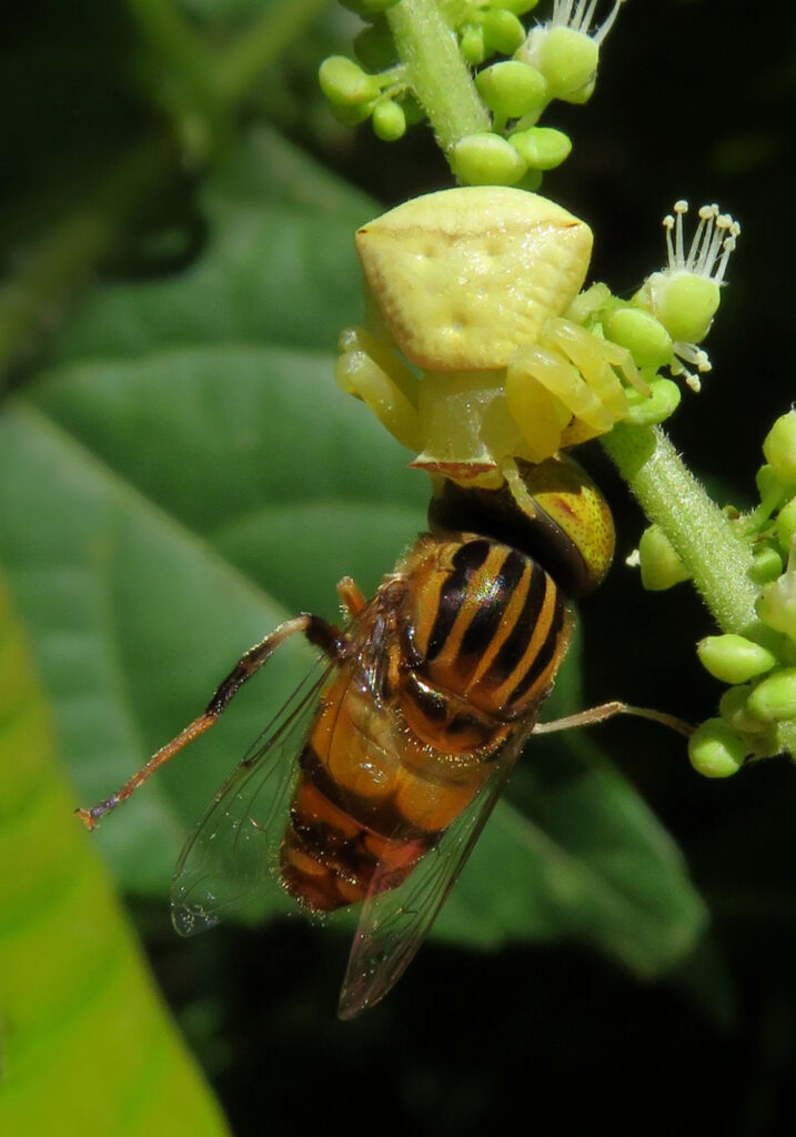Laba-laba Kepiting Bunga (Genus Thomisus)