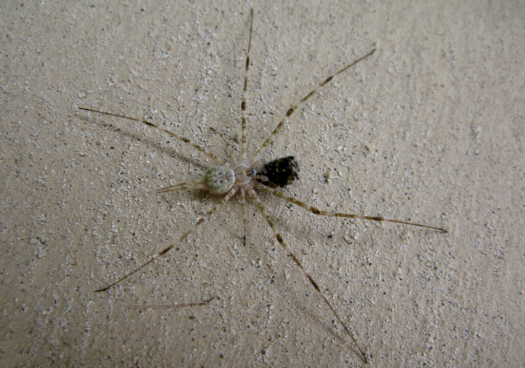 Typical Two-tailed Spiders (Subfamily Hersiliinae)
