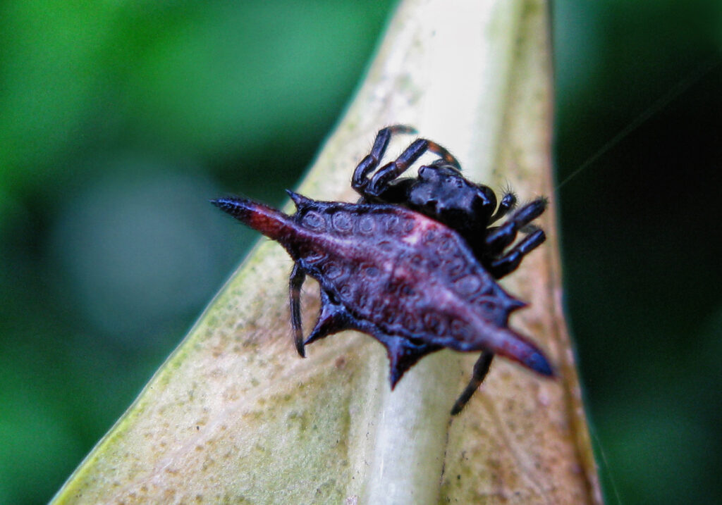 Penenun Jaring Berduri (Genus Gasteracantha)