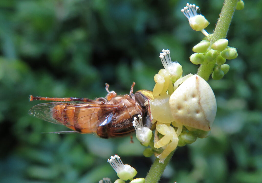 Laba-laba Kepiting Bunga (Genus Thomisus)