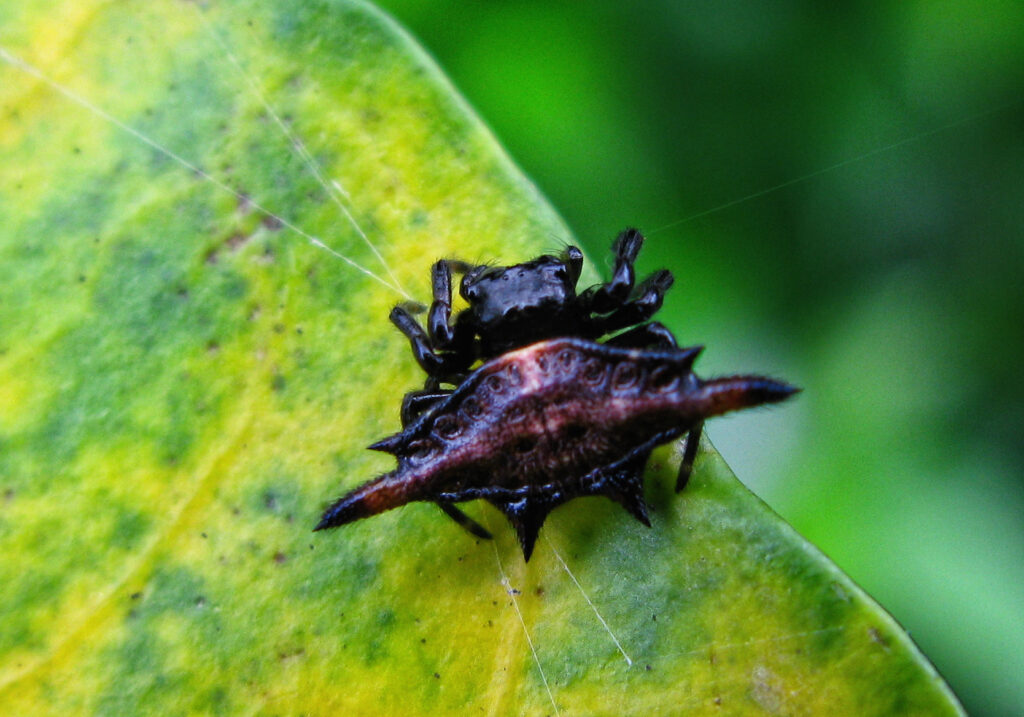 Penenun Jaring Berduri (Genus Gasteracantha)