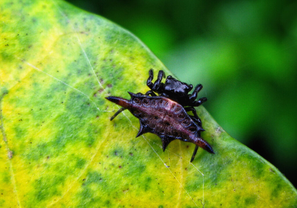 Penenun Jaring Berduri (Genus Gasteracantha)