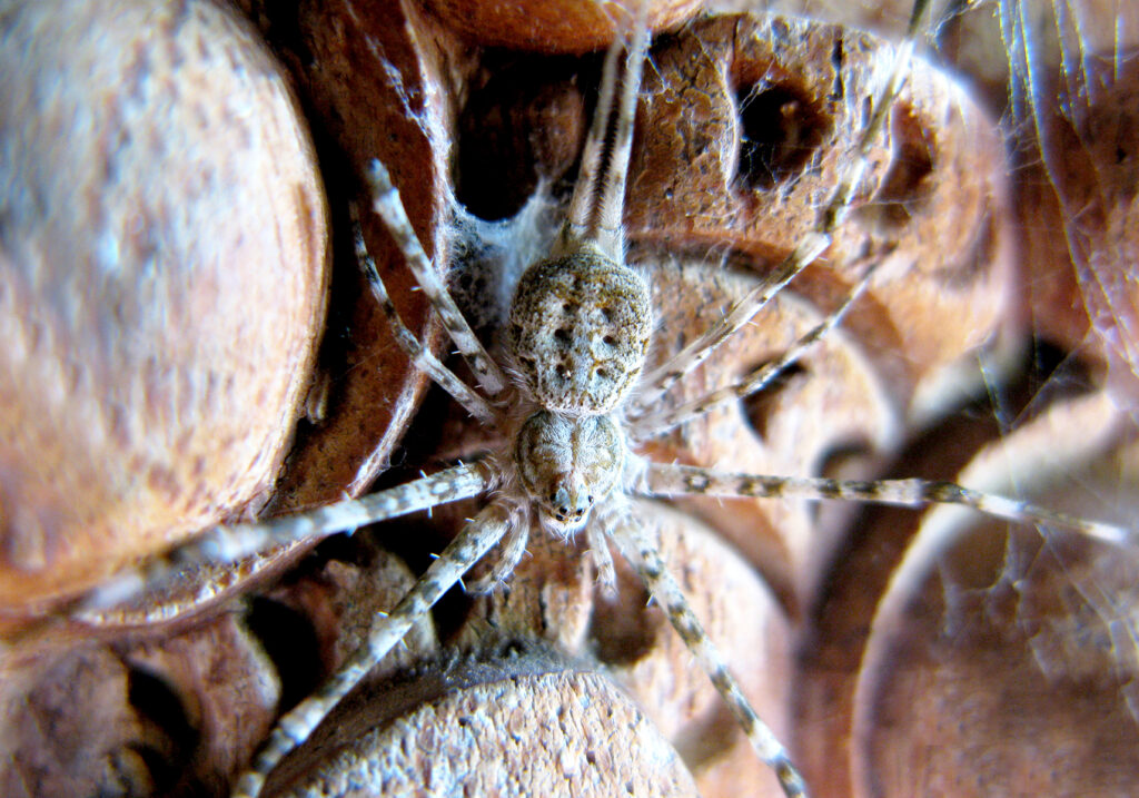 Typical Two-tailed Spiders (Subfamily Hersiliinae)