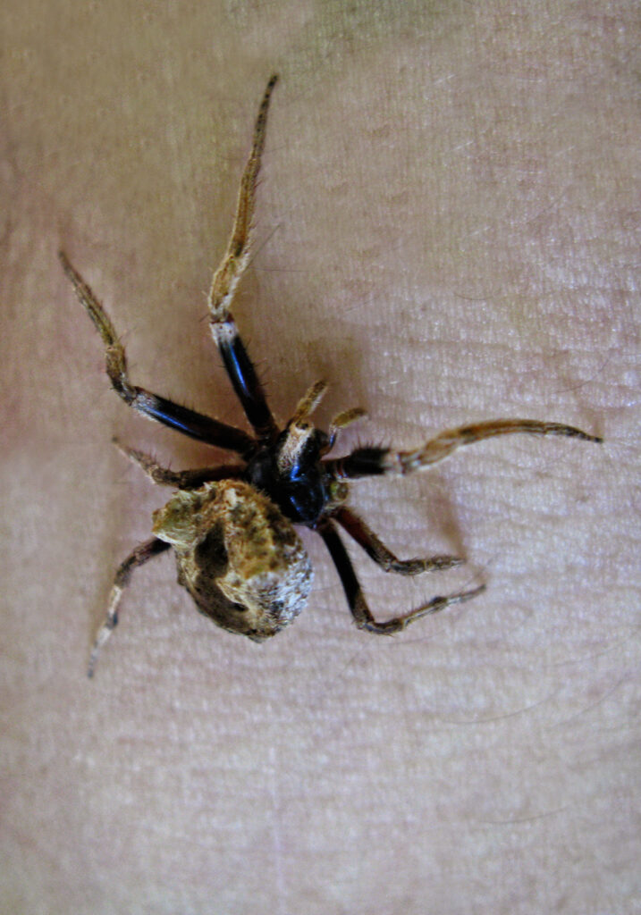 Laba-laba Ranting (Genus Poltys)