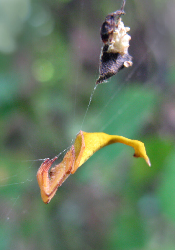 Laba-laba Berekor Kalajengking (Genus Arachnura)