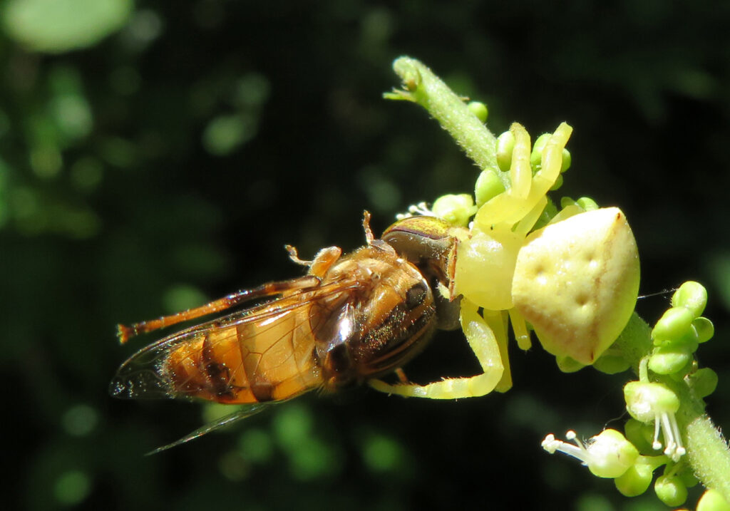 Laba-laba Kepiting Bunga (Genus Thomisus)