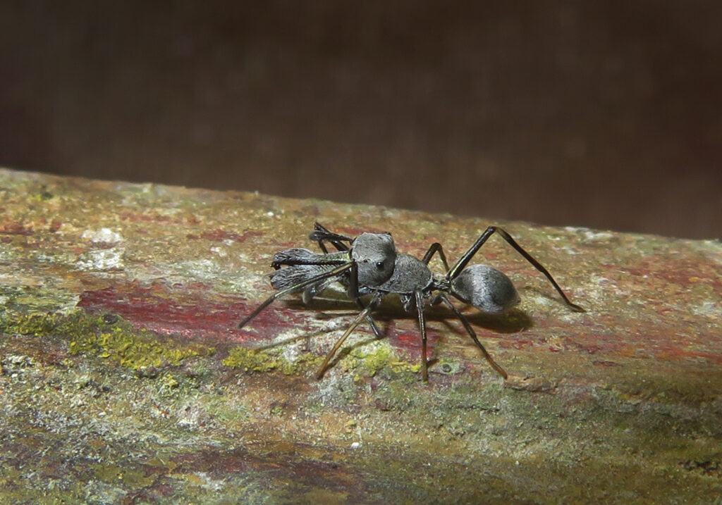 Ant-mimic Spiders