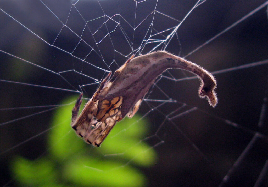 Laba-laba Berekor Kalajengking (Genus Arachnura)