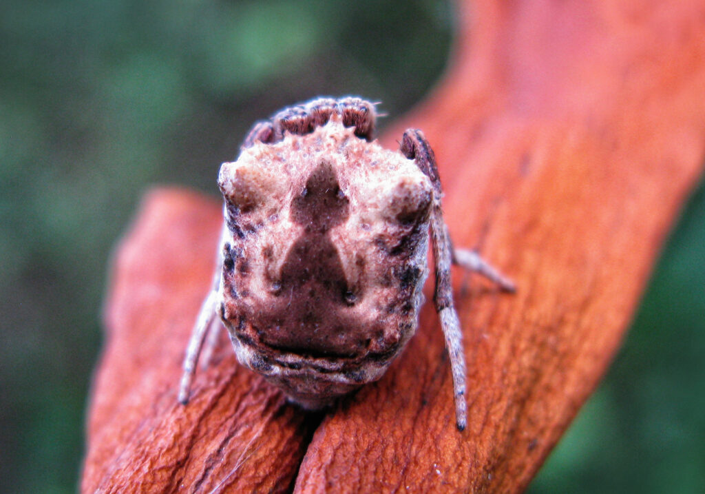 Laba-laba Ranting (Genus Poltys)