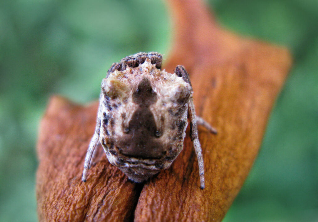 Laba-laba Ranting (Genus Poltys)