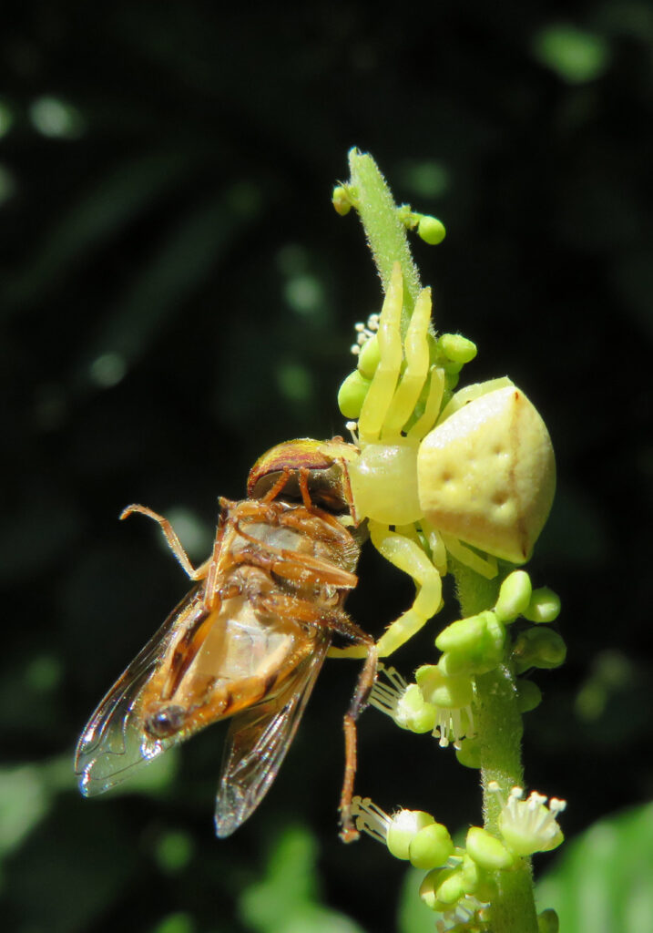 Laba-laba Kepiting Bunga (Genus Thomisus)