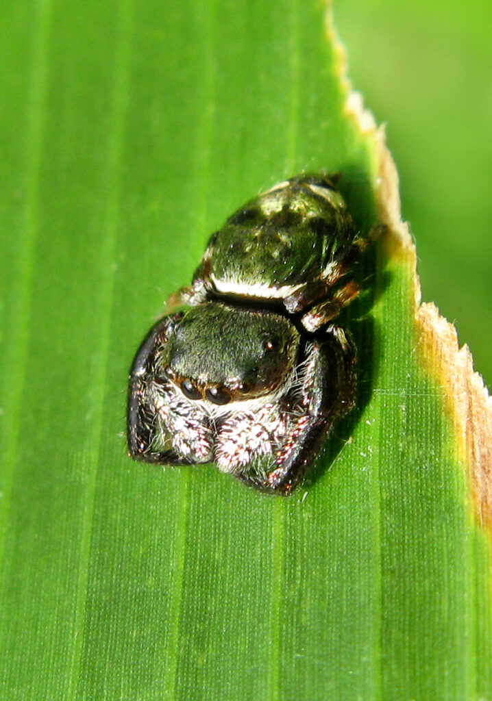 Genus Ligurra