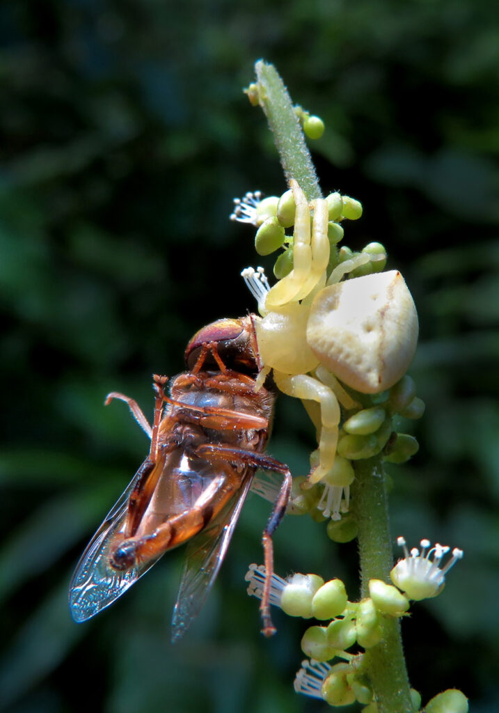 Laba-laba Kepiting Bunga (Genus Thomisus)