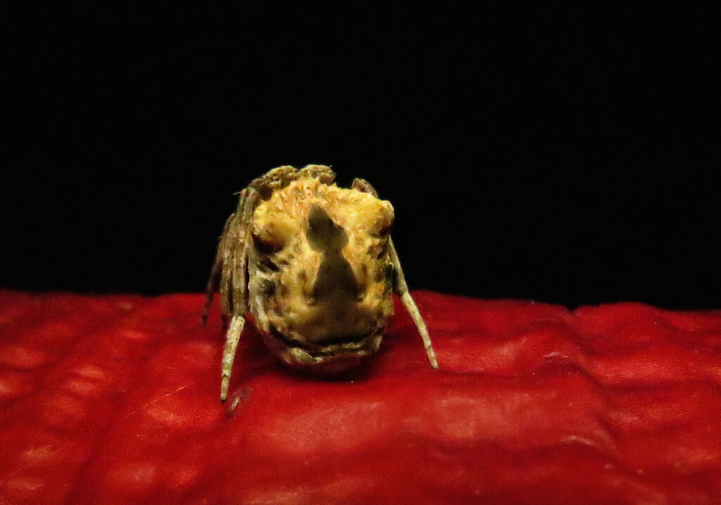 Laba-laba Ranting (Genus Poltys)