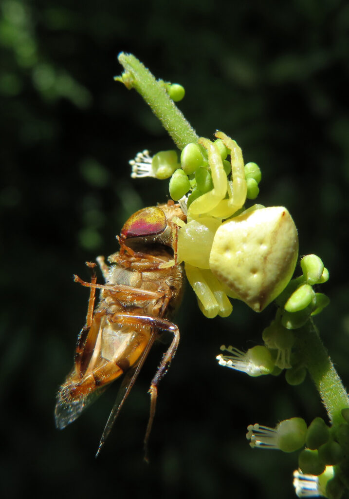 Laba-laba Kepiting Bunga (Genus Thomisus)