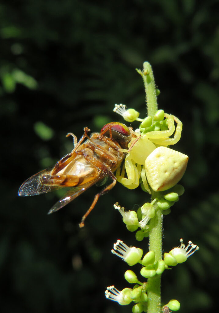 Laba-laba Kepiting Bunga (Genus Thomisus)