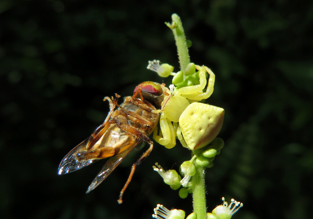 Laba-laba Kepiting Bunga (Genus Thomisus)