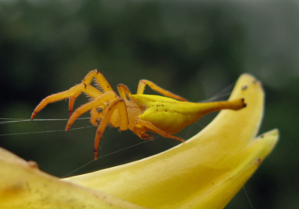 Laba-laba Berekor Kalajengking (Genus Arachnura)