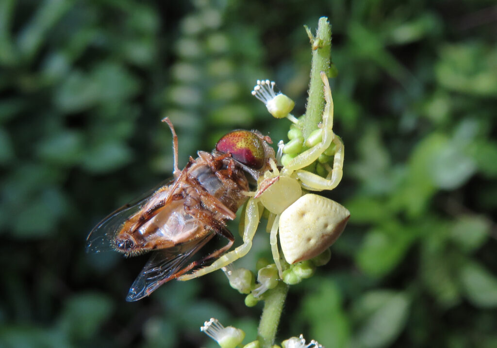 Laba-laba Kepiting Bunga (Genus Thomisus)