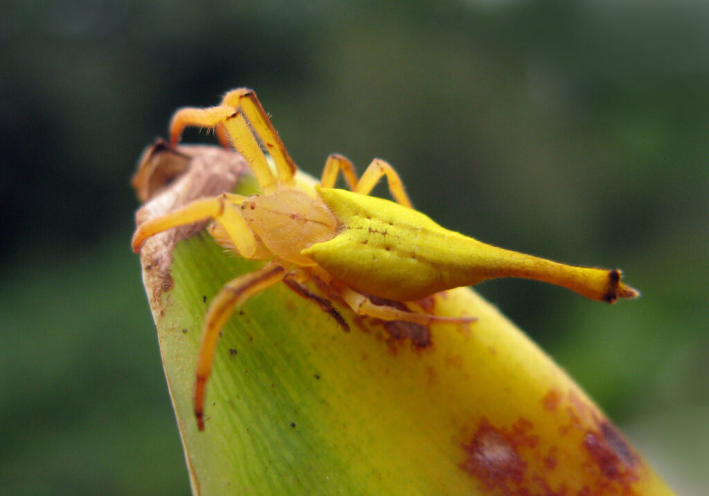 Laba-laba Berekor Kalajengking (Genus Arachnura)