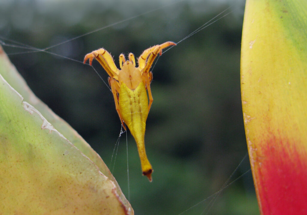 Laba-laba Berekor Kalajengking (Genus Arachnura)
