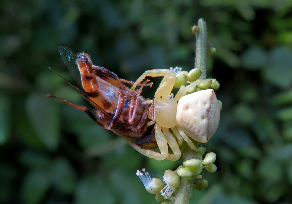 Laba-laba Kepiting Bunga (Genus Thomisus)