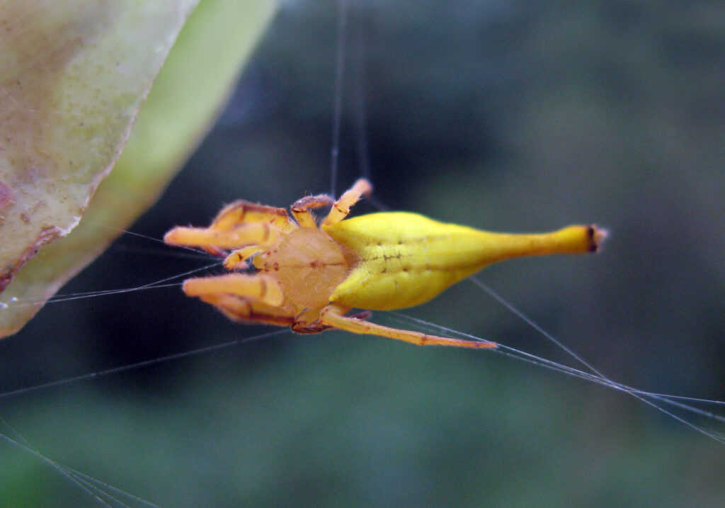 Laba-laba Berekor Kalajengking (Genus Arachnura)