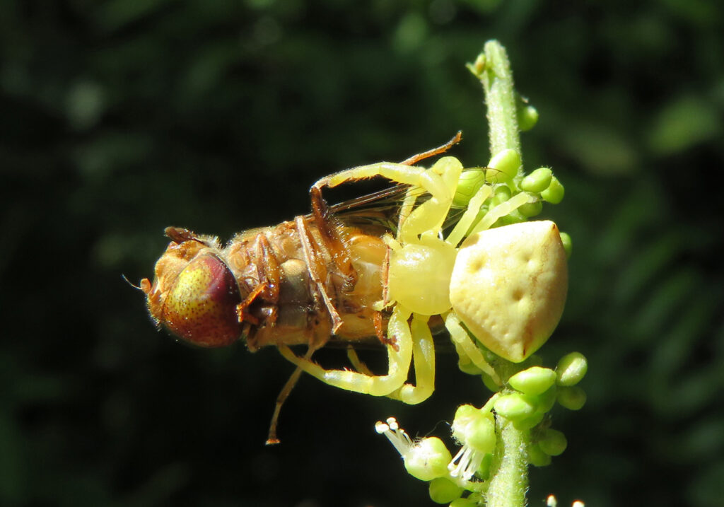 Laba-laba Kepiting Bunga (Genus Thomisus)