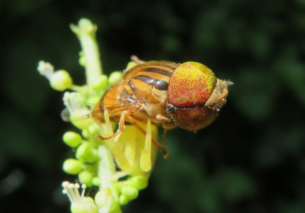Laba-laba Kepiting Bunga (Genus Thomisus)