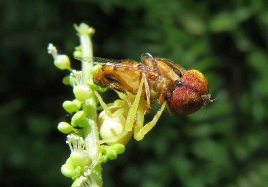 Laba-laba Kepiting Bunga (Genus Thomisus)