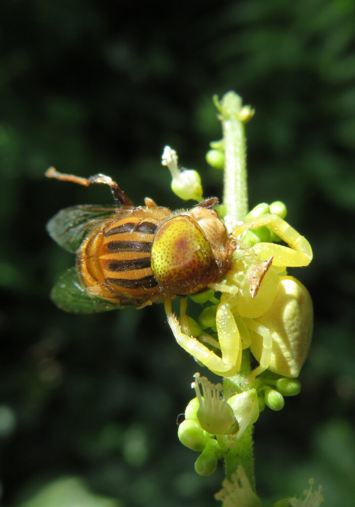 Laba-laba Kepiting Bunga (Genus Thomisus)