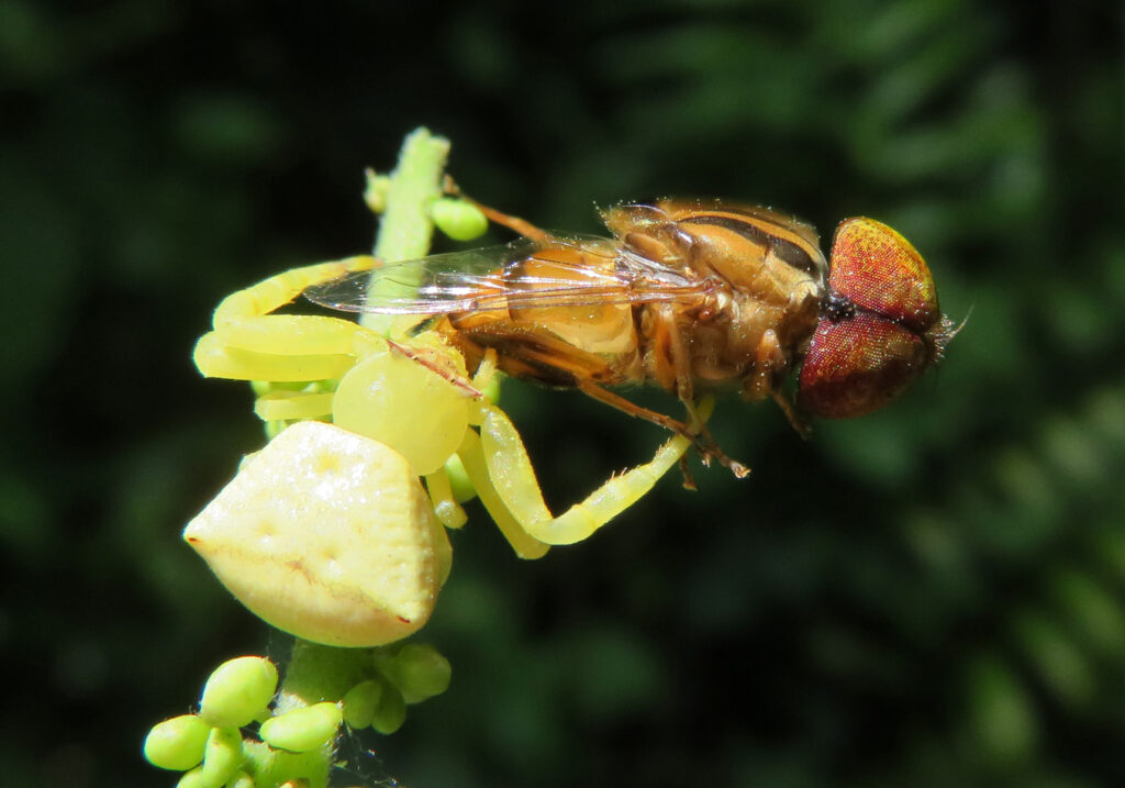 Flower Crab Spiders