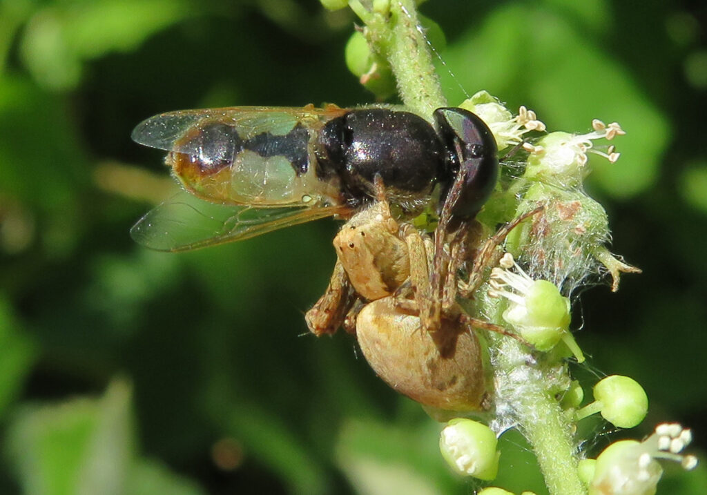 Lynx Spiders (Family Oxyopidae)