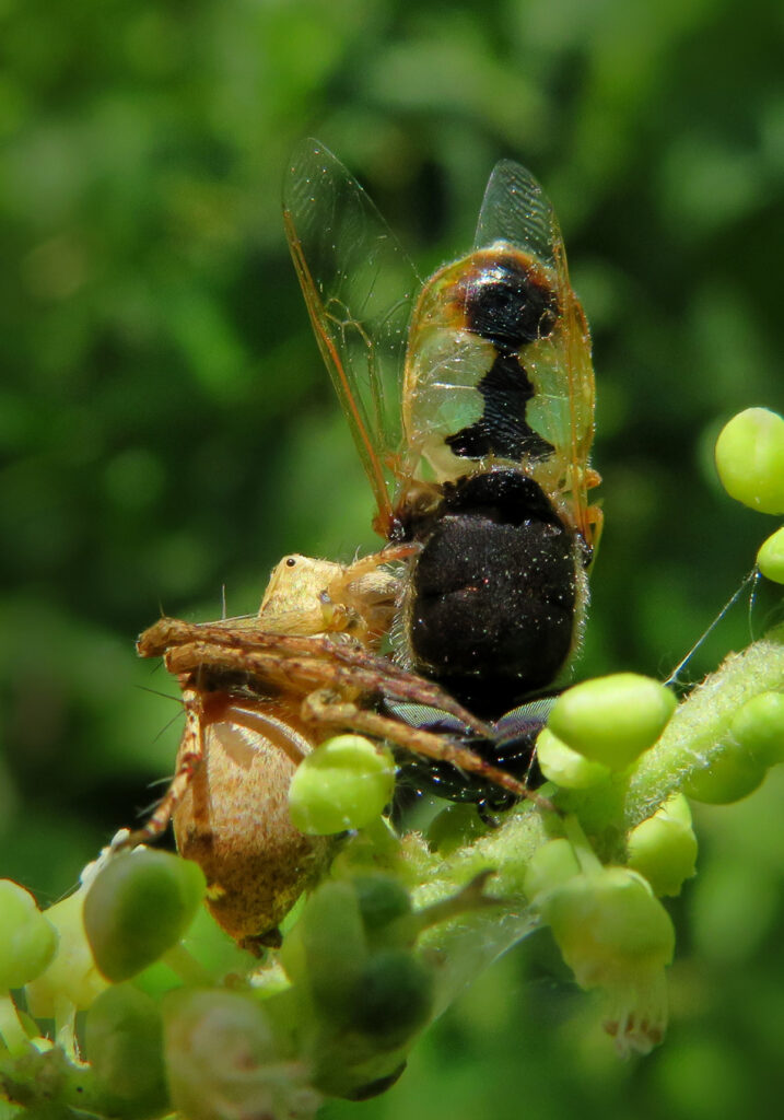 Lynx Spiders (Family Oxyopidae)