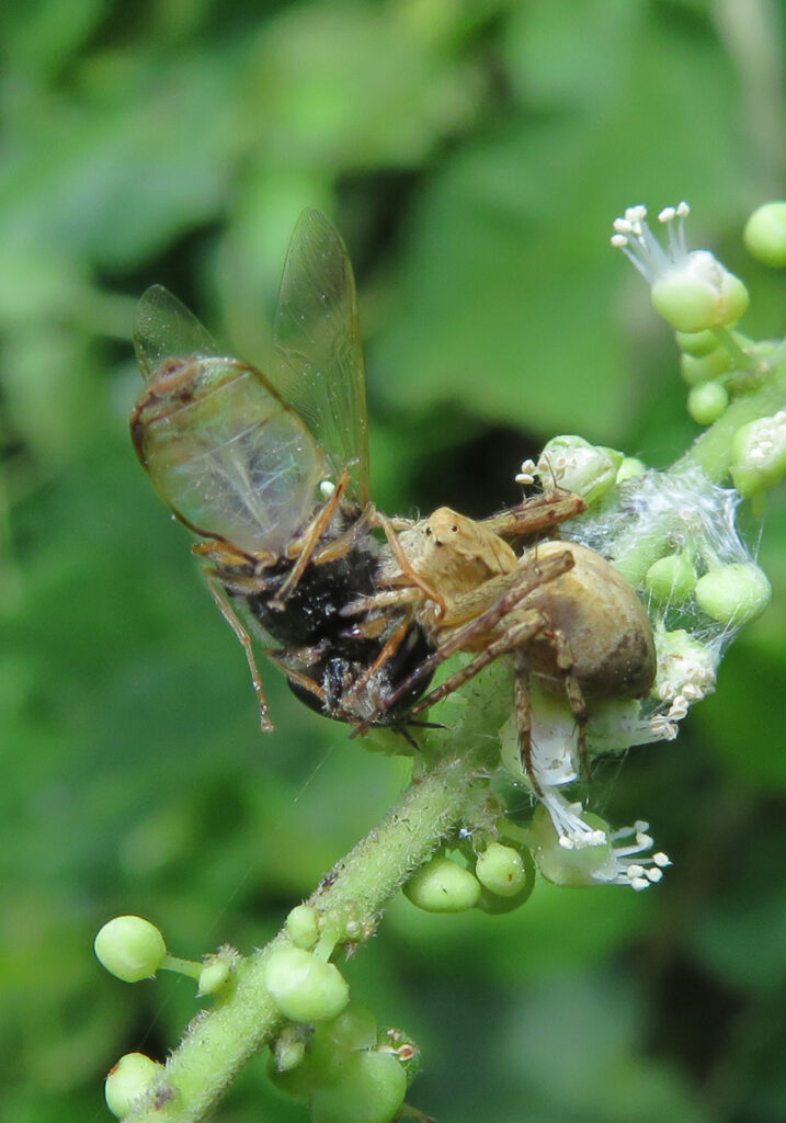 Lynx Spiders (Family Oxyopidae)