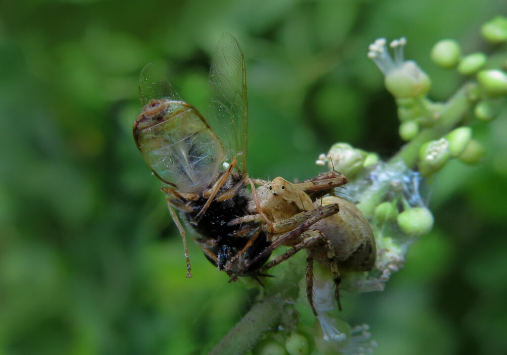 Lynx Spiders (Family Oxyopidae)