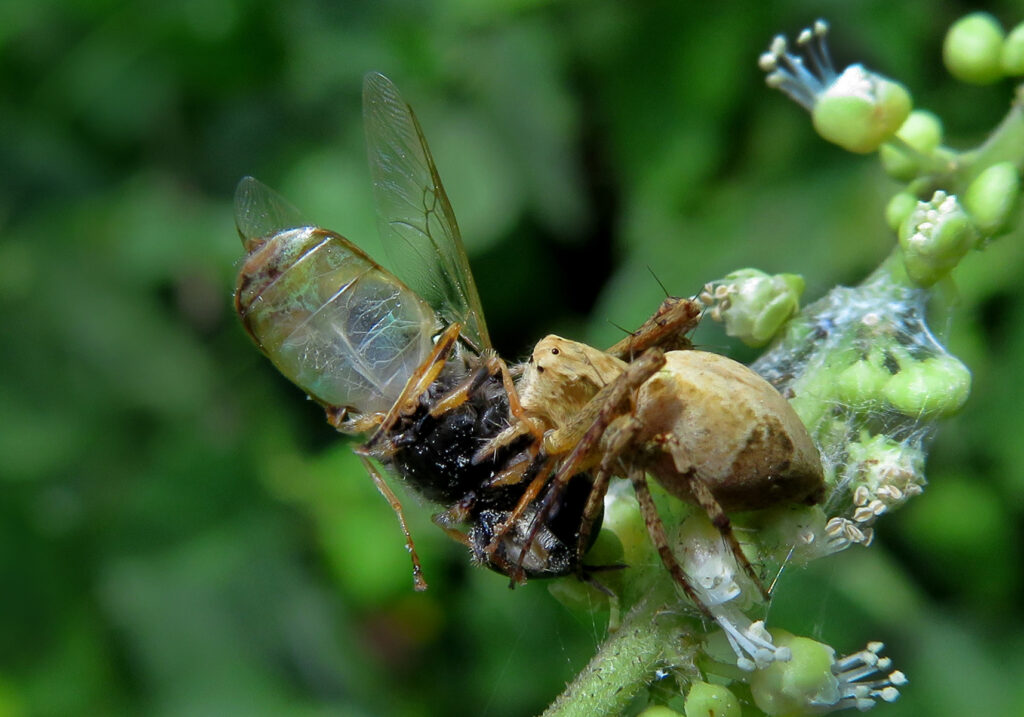 Lynx Spiders (Family Oxyopidae)