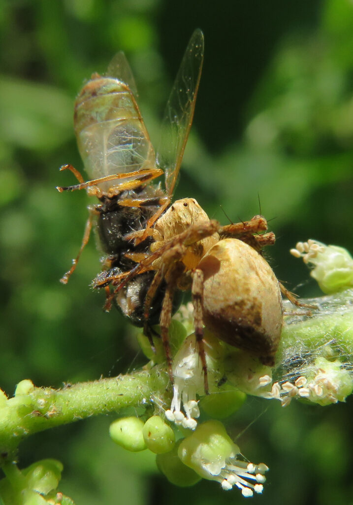 Lynx Spiders (Family Oxyopidae)