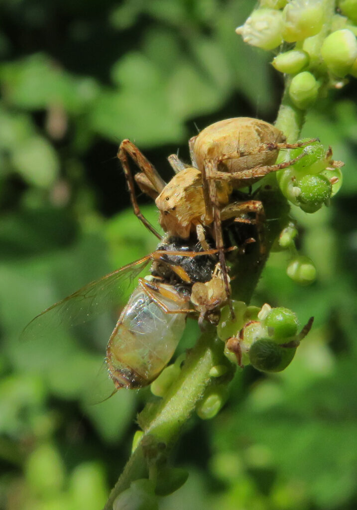 Lynx Spiders (Family Oxyopidae)