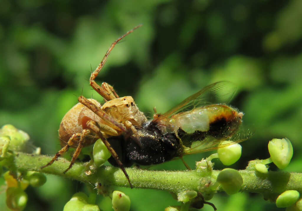 Lynx Spiders (Family Oxyopidae)