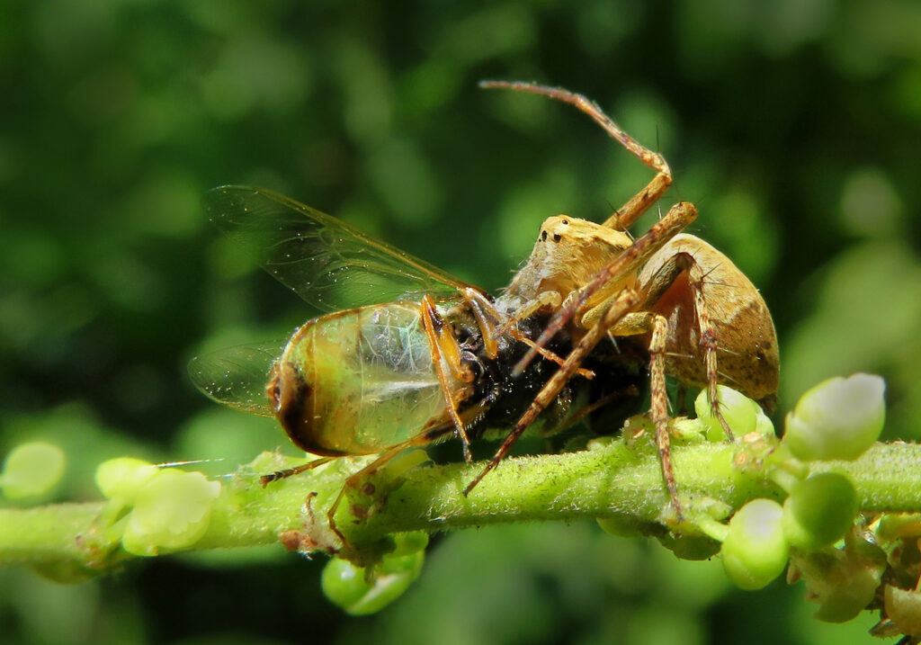 Lynx Spiders (Family Oxyopidae)