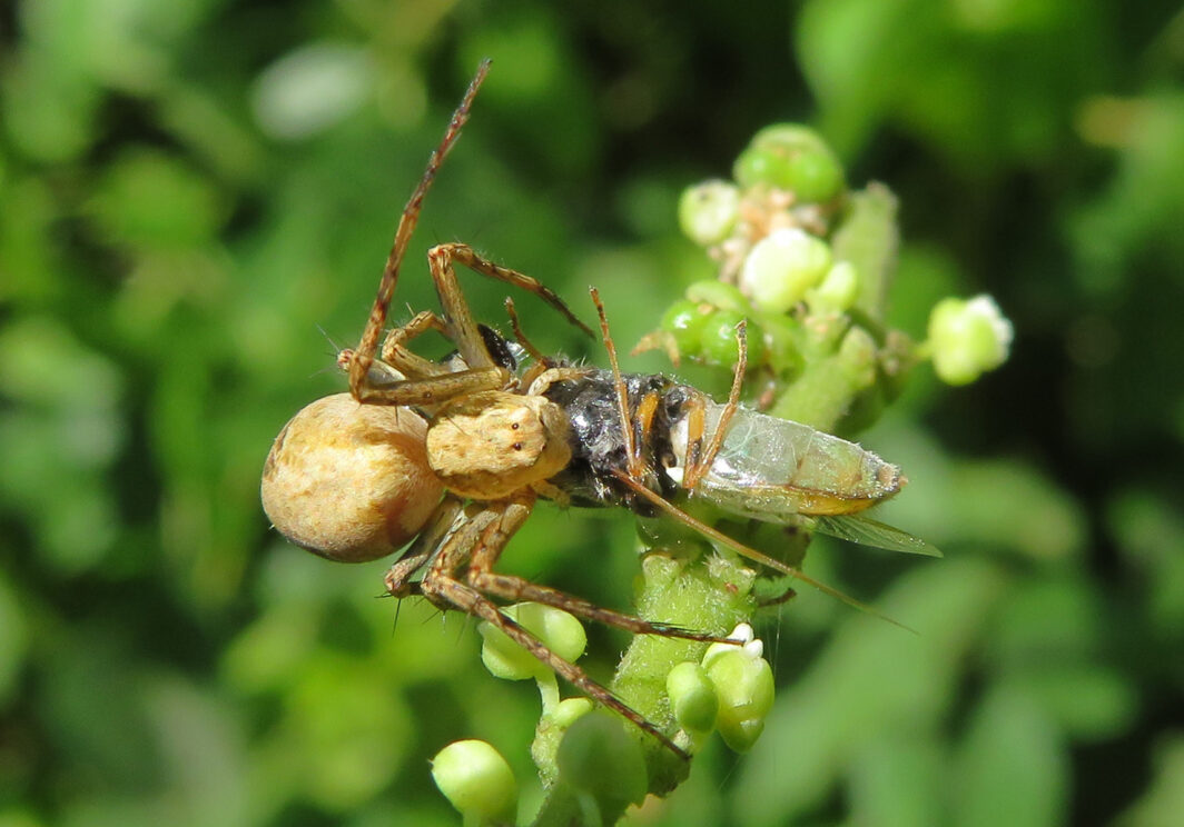 Lynx Spiders (Family Oxyopidae) – Bali Wildlife