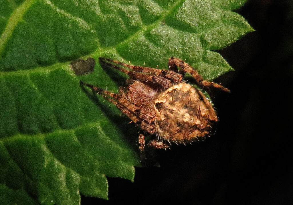 Laba-laba Jaring Bulat Khas (Subfamili Araneinae)