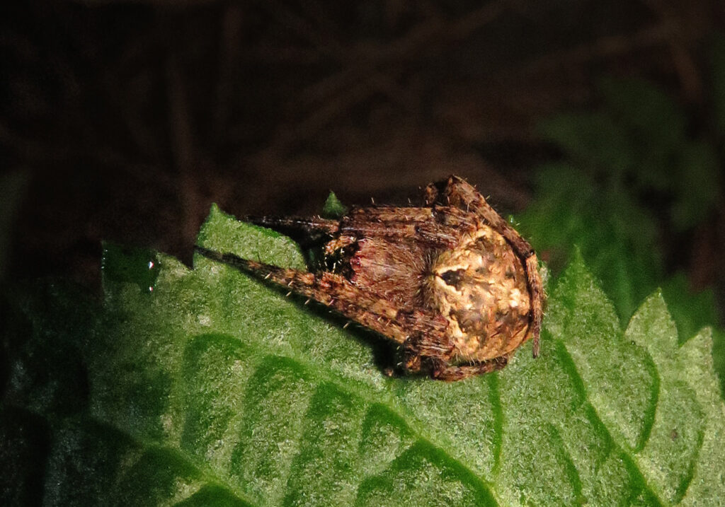 Laba-laba Jaring Bulat Khas (Subfamili Araneinae)