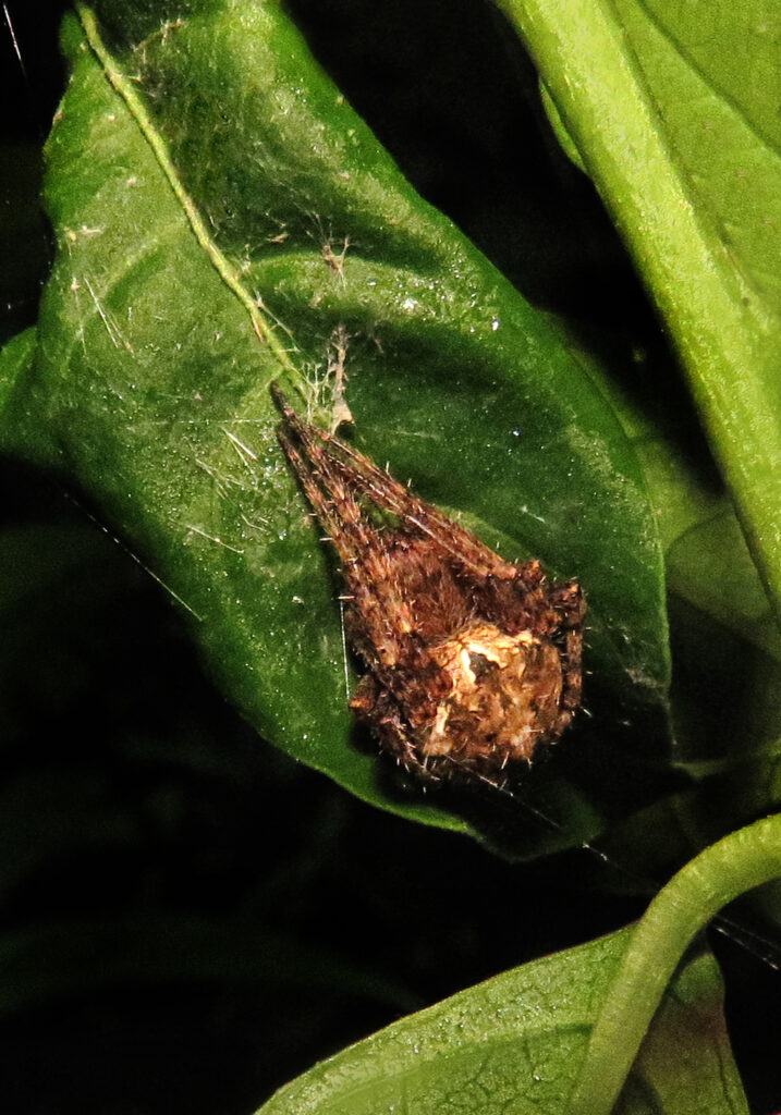 Laba-laba Jaring Bulat Khas (Subfamili Araneinae)