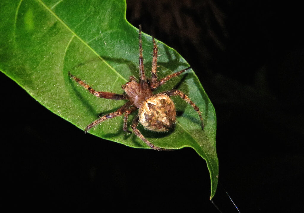 Laba-laba Jaring Bulat Khas (Subfamili Araneinae)