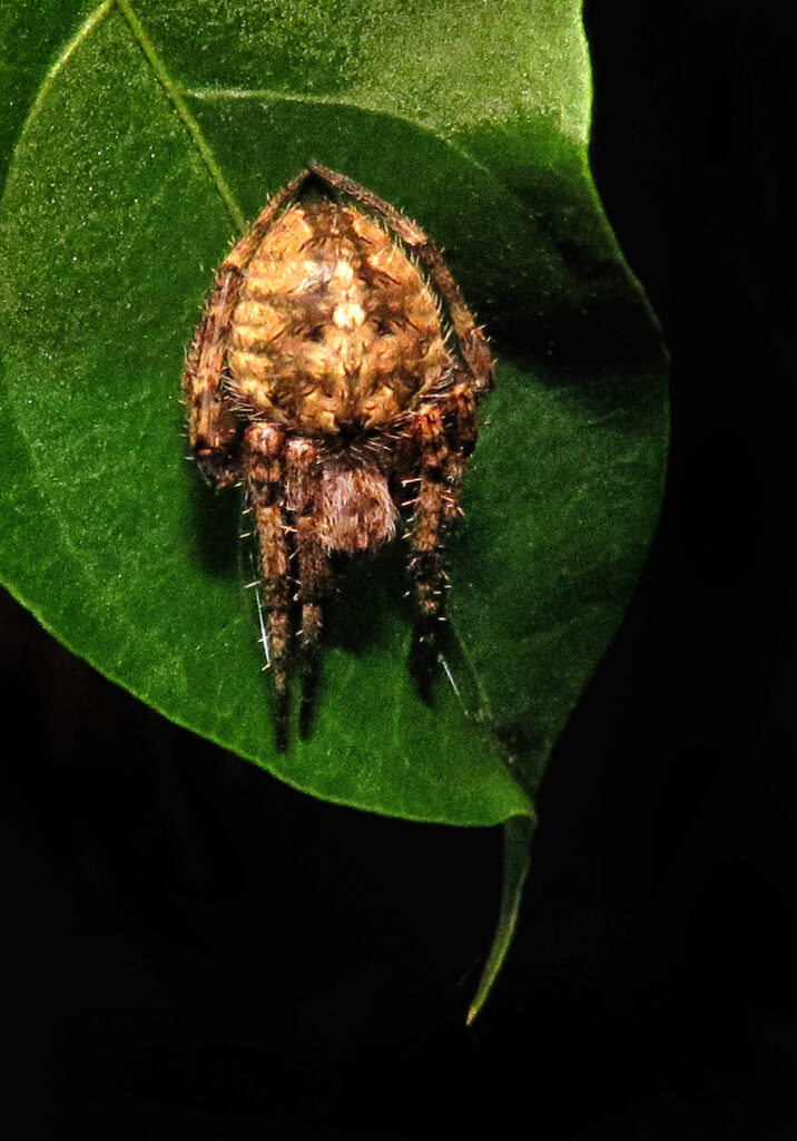 Laba-laba Jaring Bulat Khas (Subfamili Araneinae)