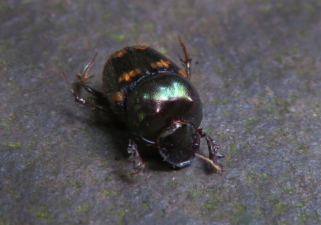 Scarabs (Family Scarabaeidae)