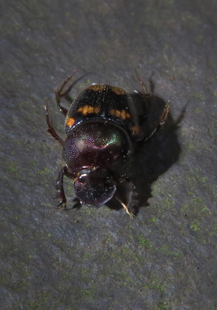 Scarabs (Family Scarabaeidae)