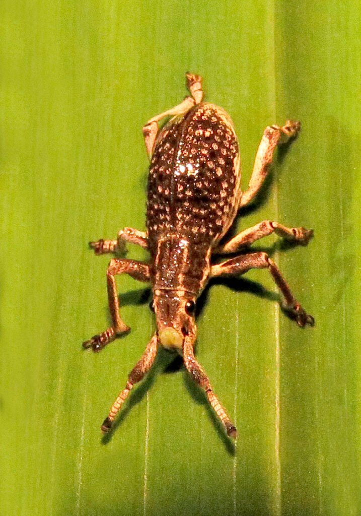 Broad-nosed Weevils (Subfamily Entiminae)